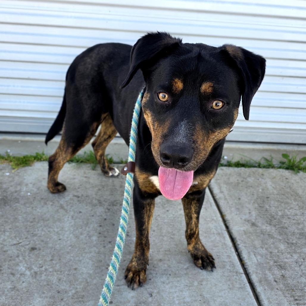 Boba, Adoptable, Adult Male Rottweiler & Mixed Breed.