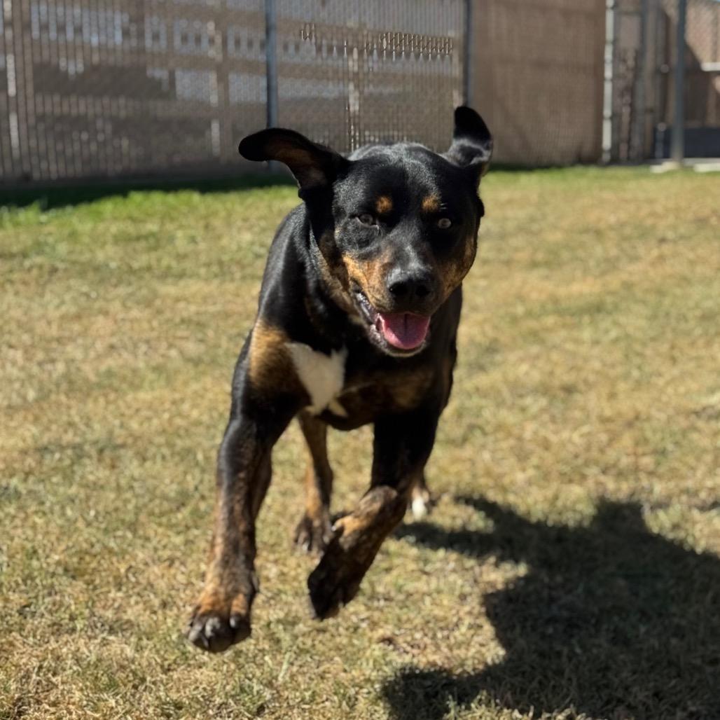 Bubba, Adoptable, Adult Male Rottweiler & Mixed Breed.