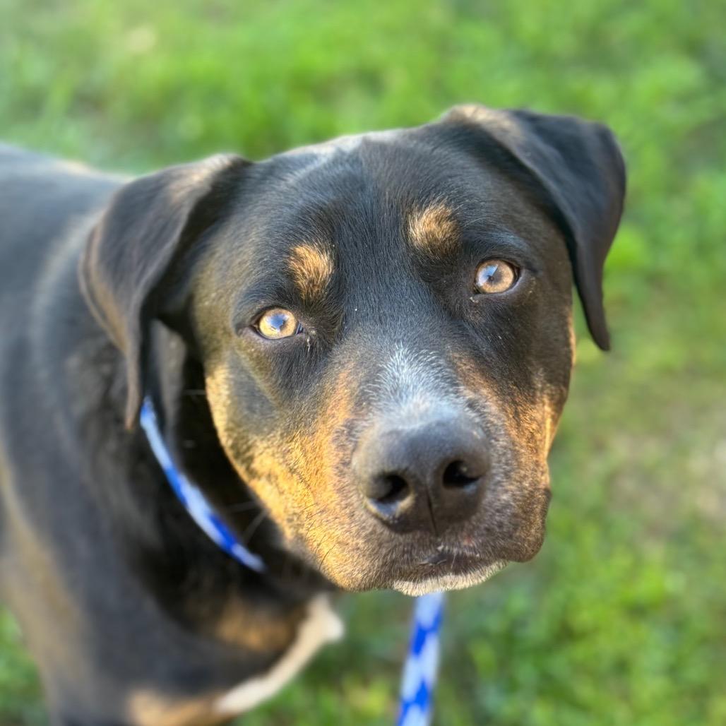 Enlarge Boba, a Adoptable mixed breed in Santa Barbara, CA image 3/6