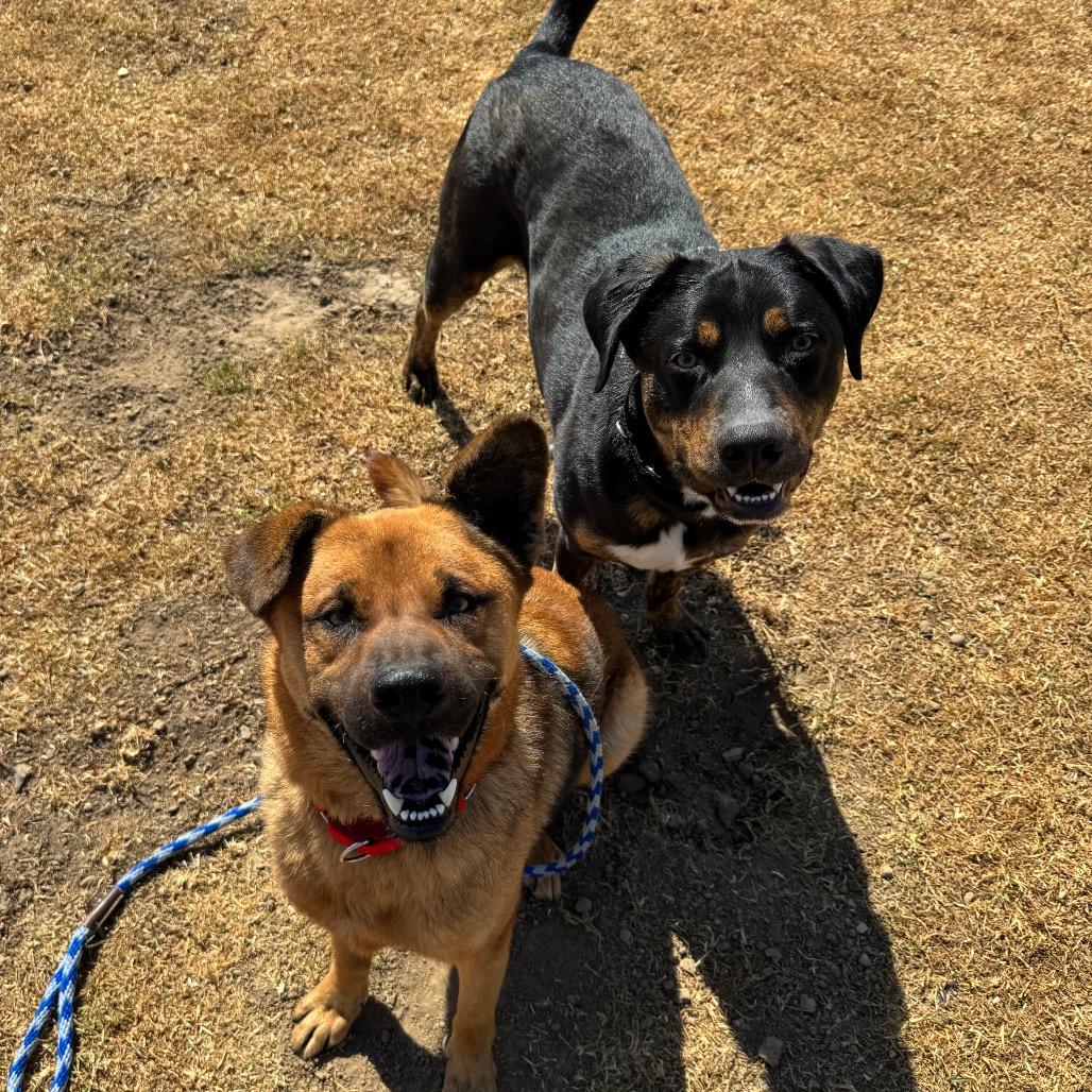 Enlarge Bubba, a Adoptable mixed breed in Santa Barbara, CA image 3/6