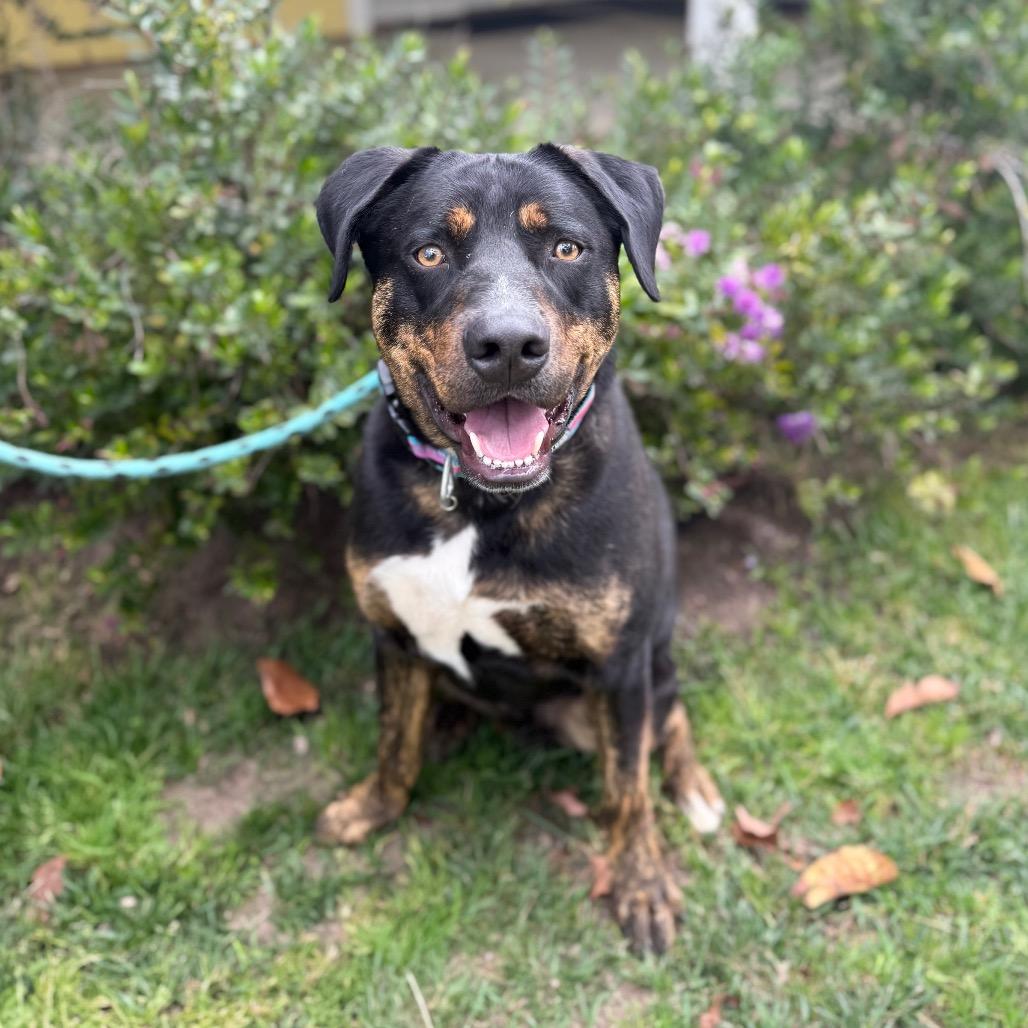 Enlarge Bubba, a Adoptable mixed breed in Santa Barbara, CA image 4/6