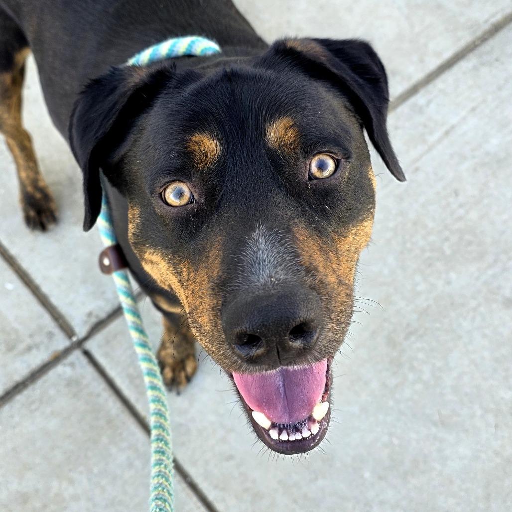 Enlarge Boba, a Adoptable mixed breed in Santa Barbara, CA image 4/6