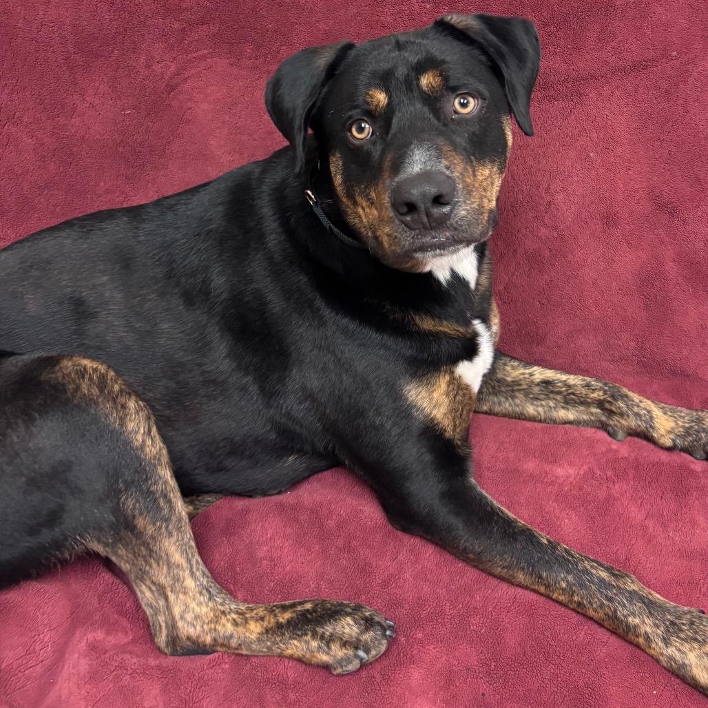 Enlarge Boba, a Adoptable mixed breed in Santa Barbara, CA image 6/6