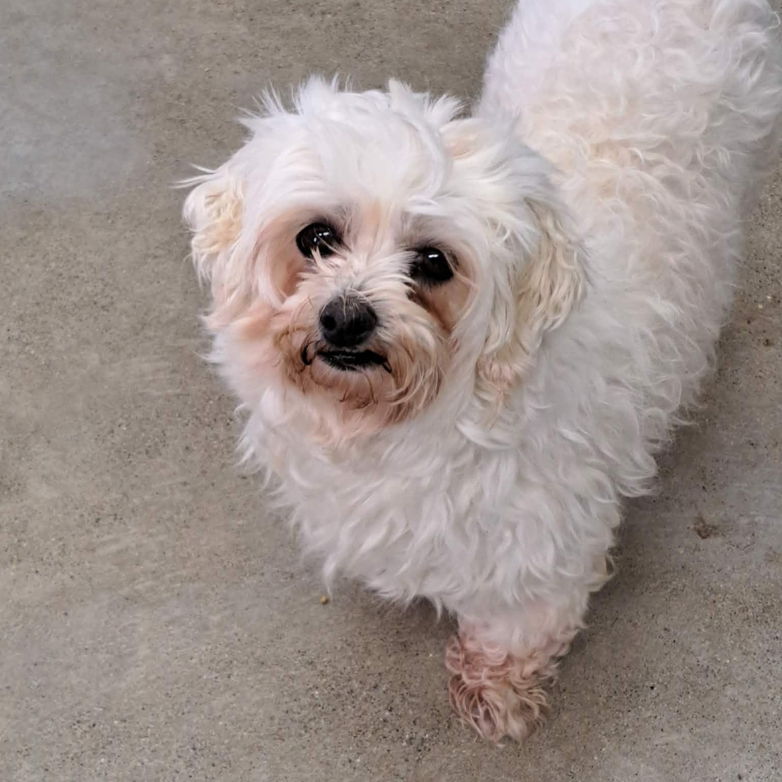 Liberty, an adopted Maltese in Archbold , OH image 2/3