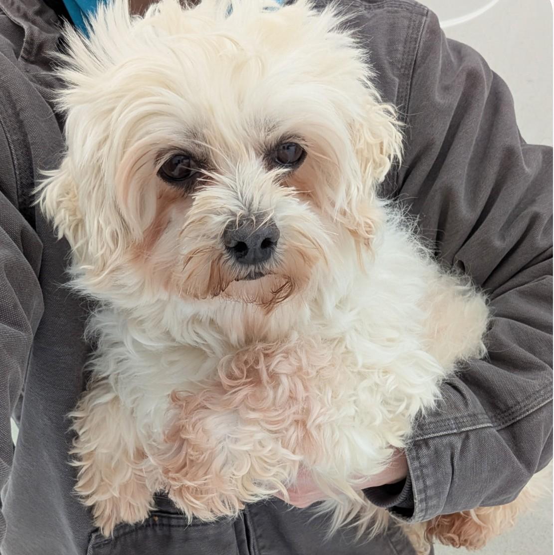 Liberty, adopted, Adult Female Maltese.