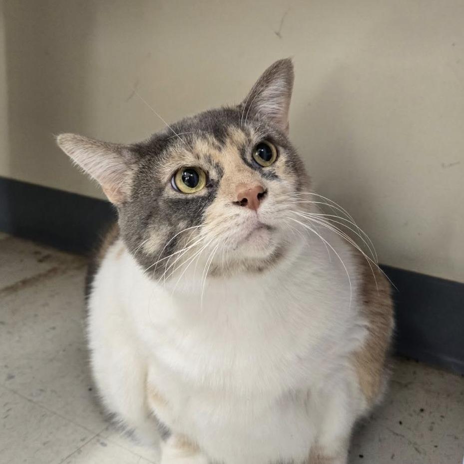 Bertha, Adoptable, Adult Female Domestic Short Hair.