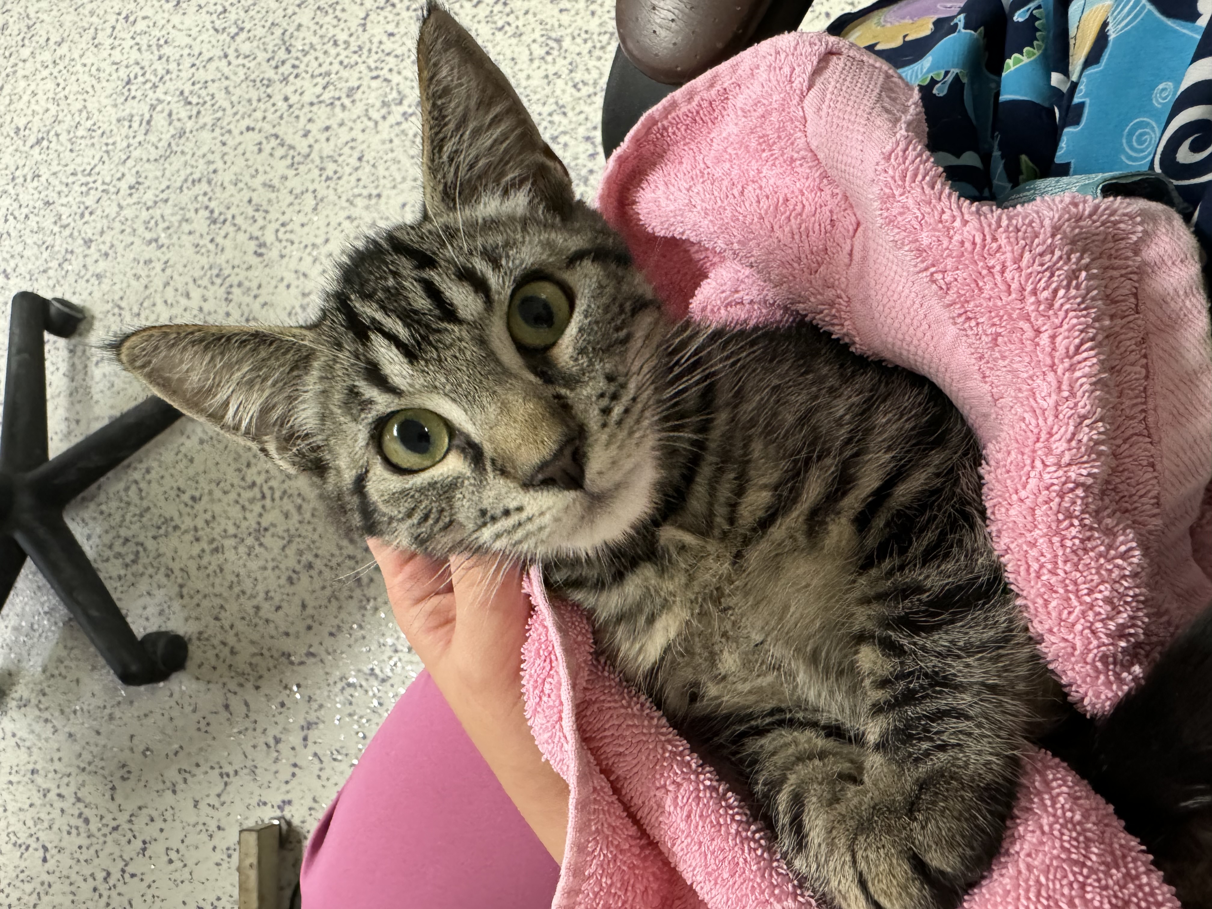 Athens, a Adoptable Domestic Short Hair image 1/5