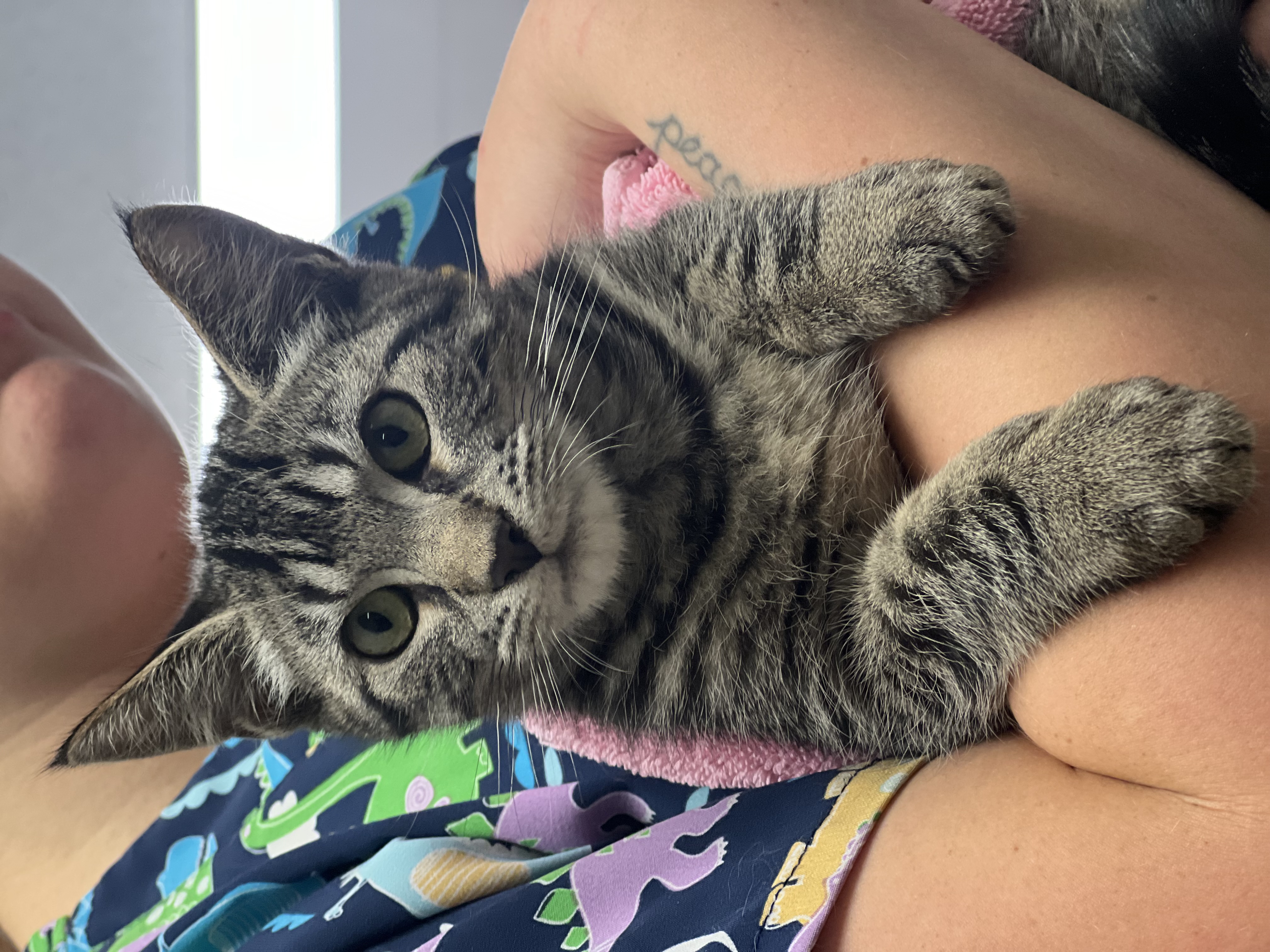 Athens, a Adoptable Domestic Short Hair image 4/5