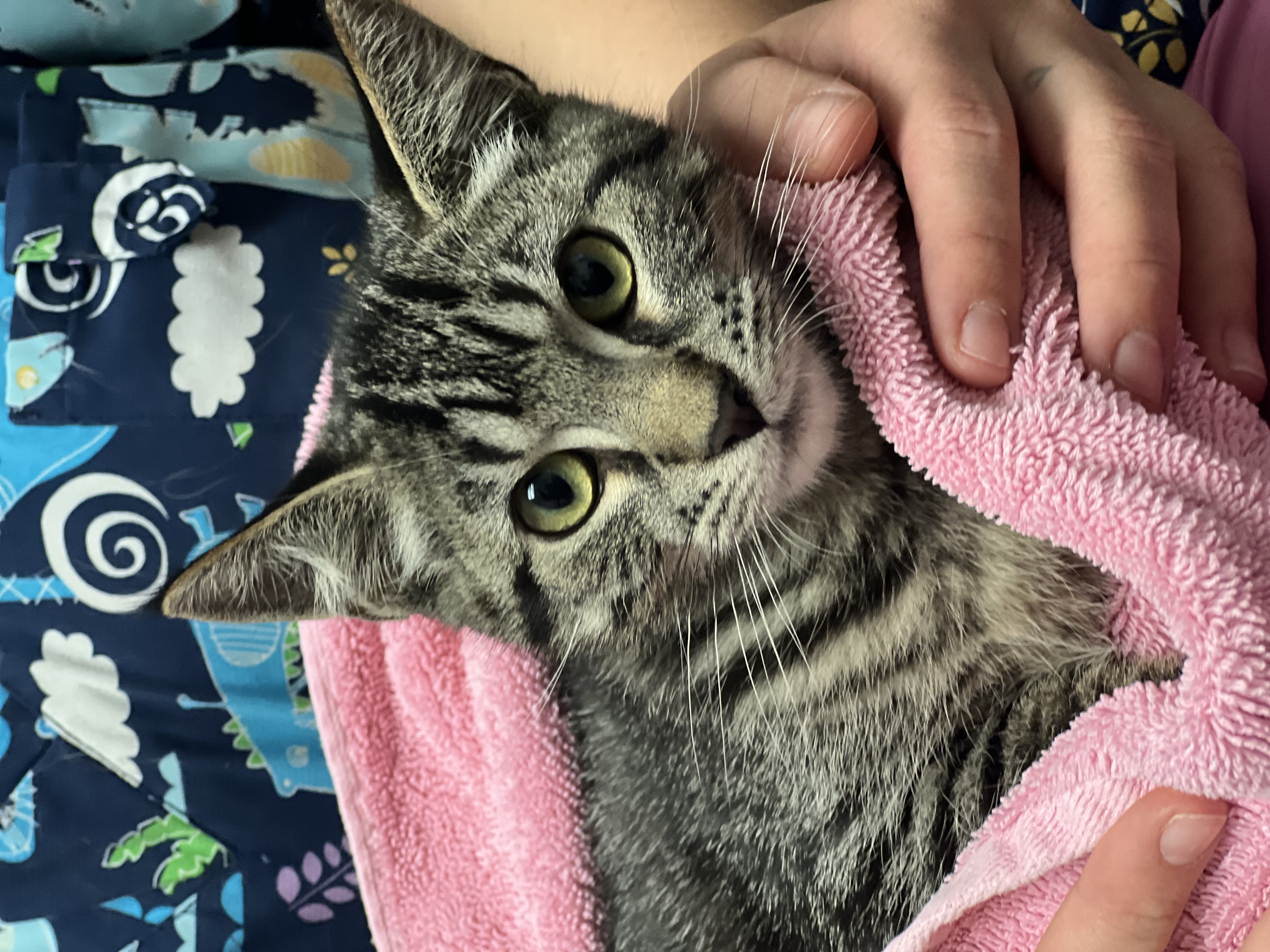 Athens, a Adoptable Domestic Short Hair image 5/5