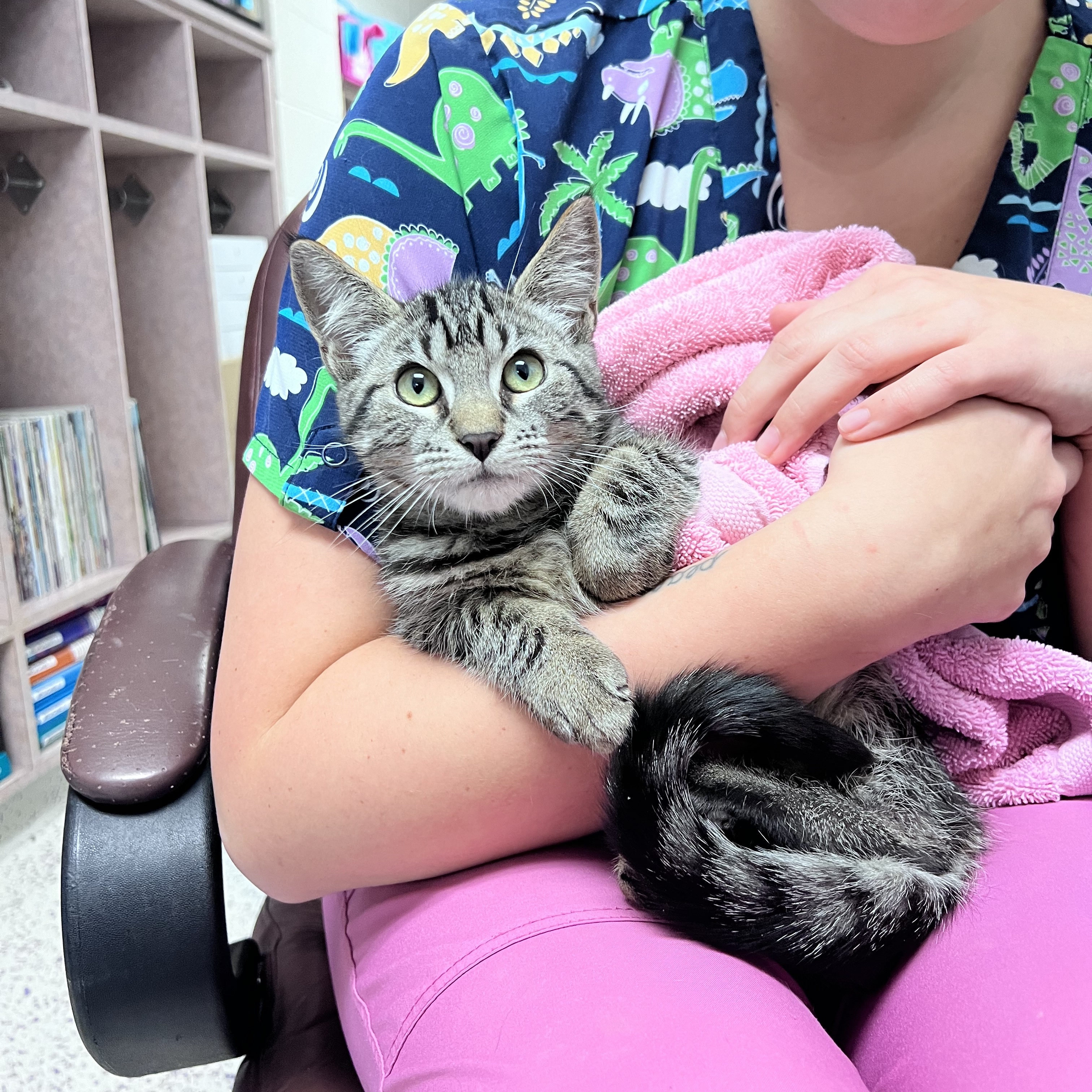 Athens, a Adoptable Domestic Short Hair image 3/5