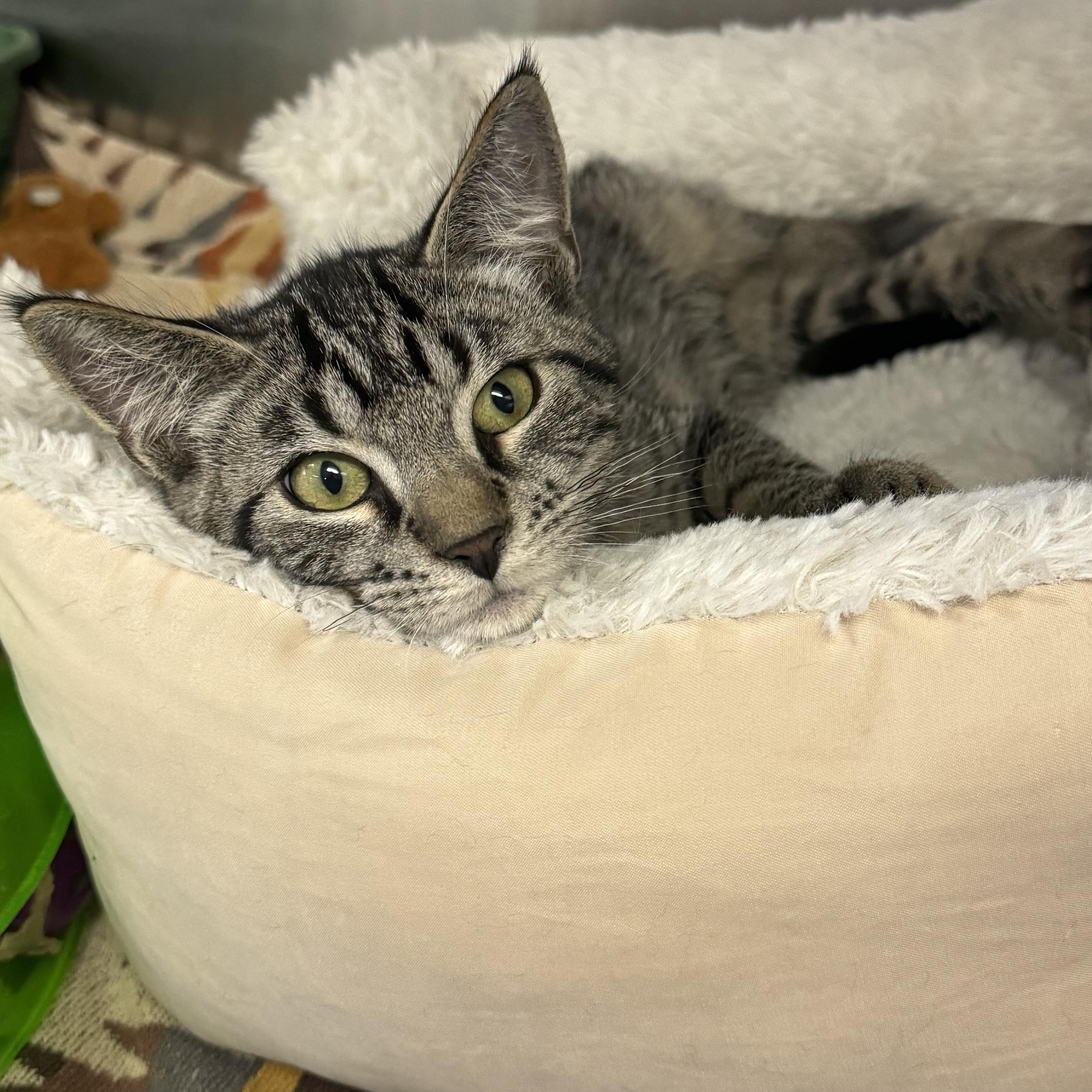 Athens, a Adoptable Domestic Short Hair image 2/5