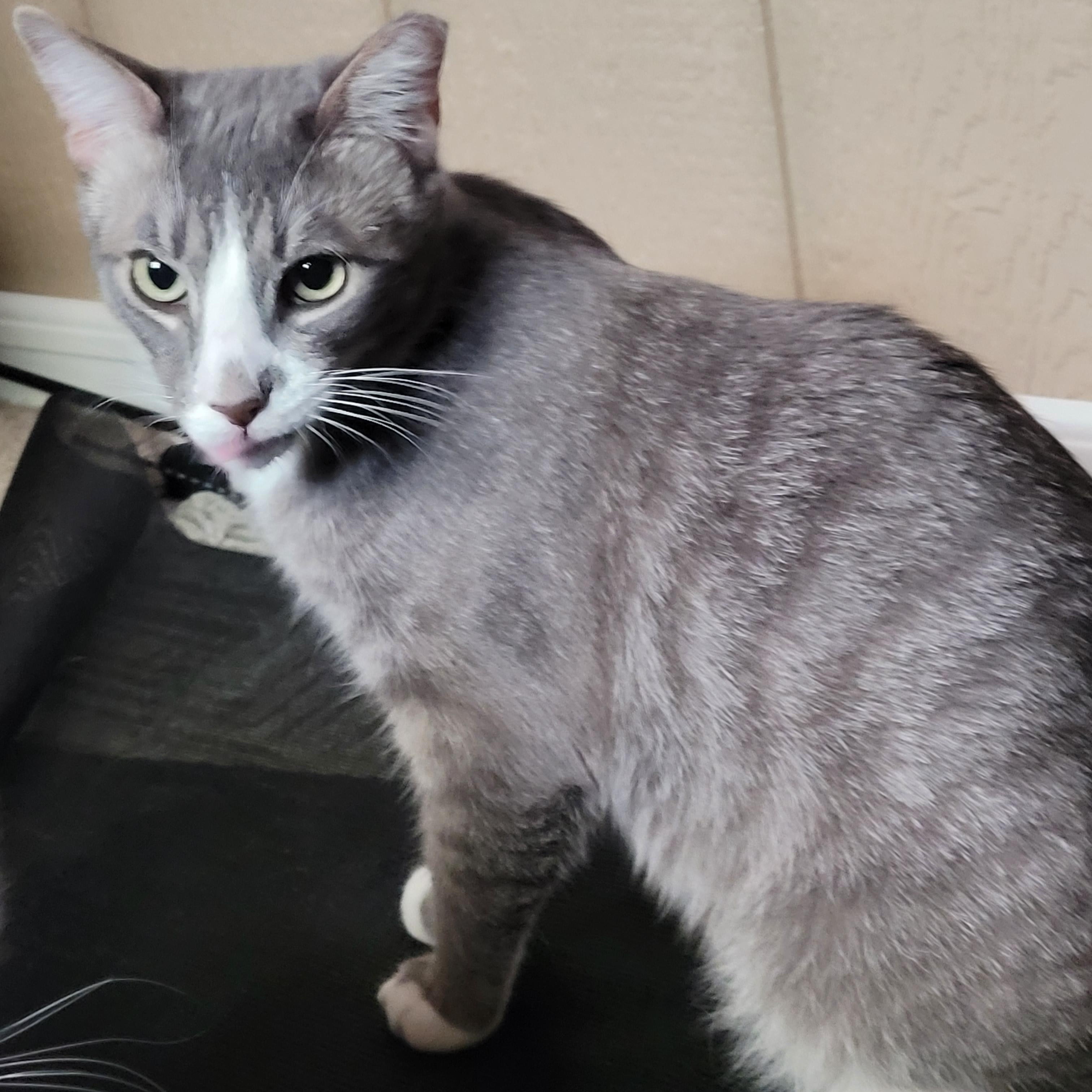 Sunny, a Adoptable mixed breed in Pleasanton, CA image 2/4