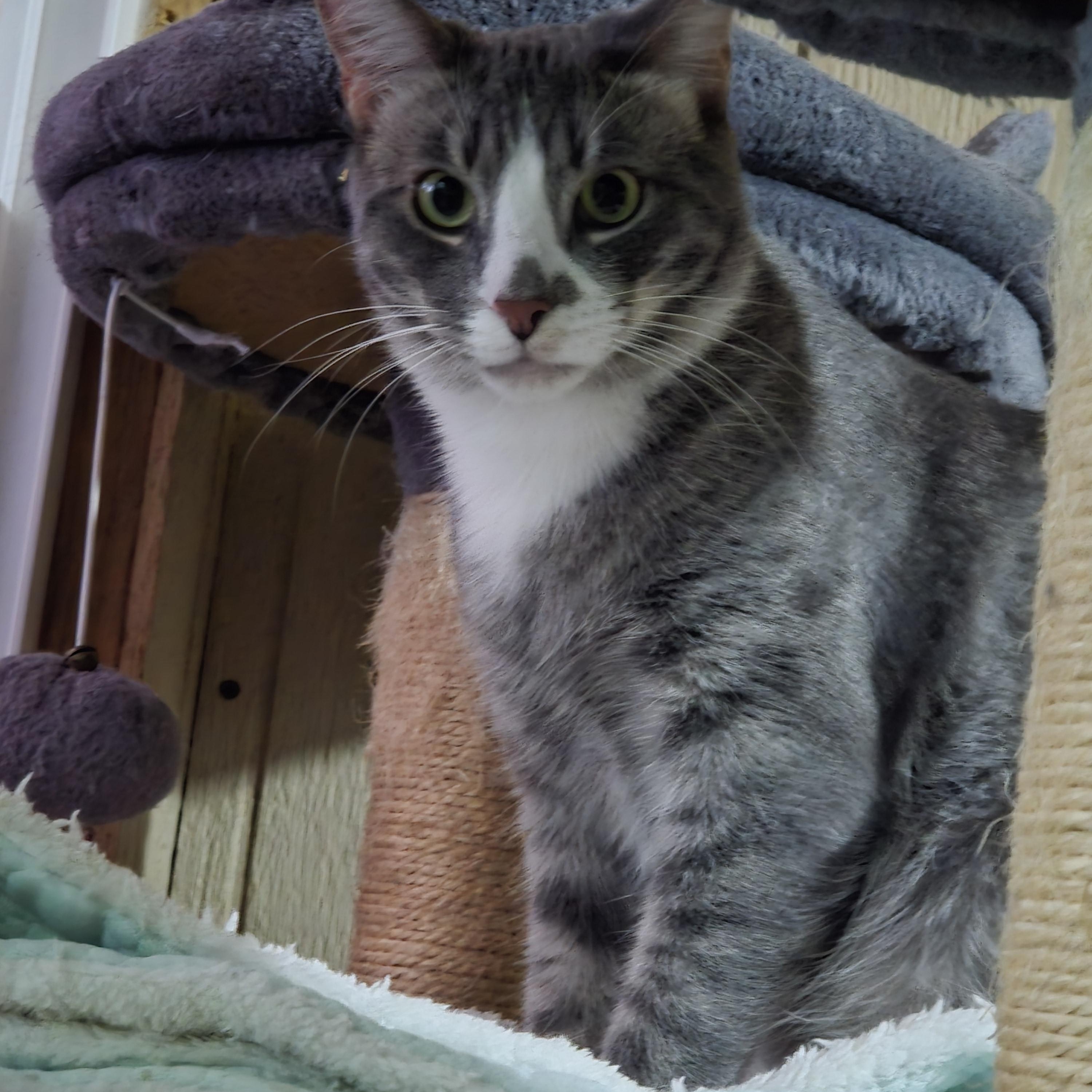 Sunny, Adoptable, Young Male Domestic Short Hair & Tabby.