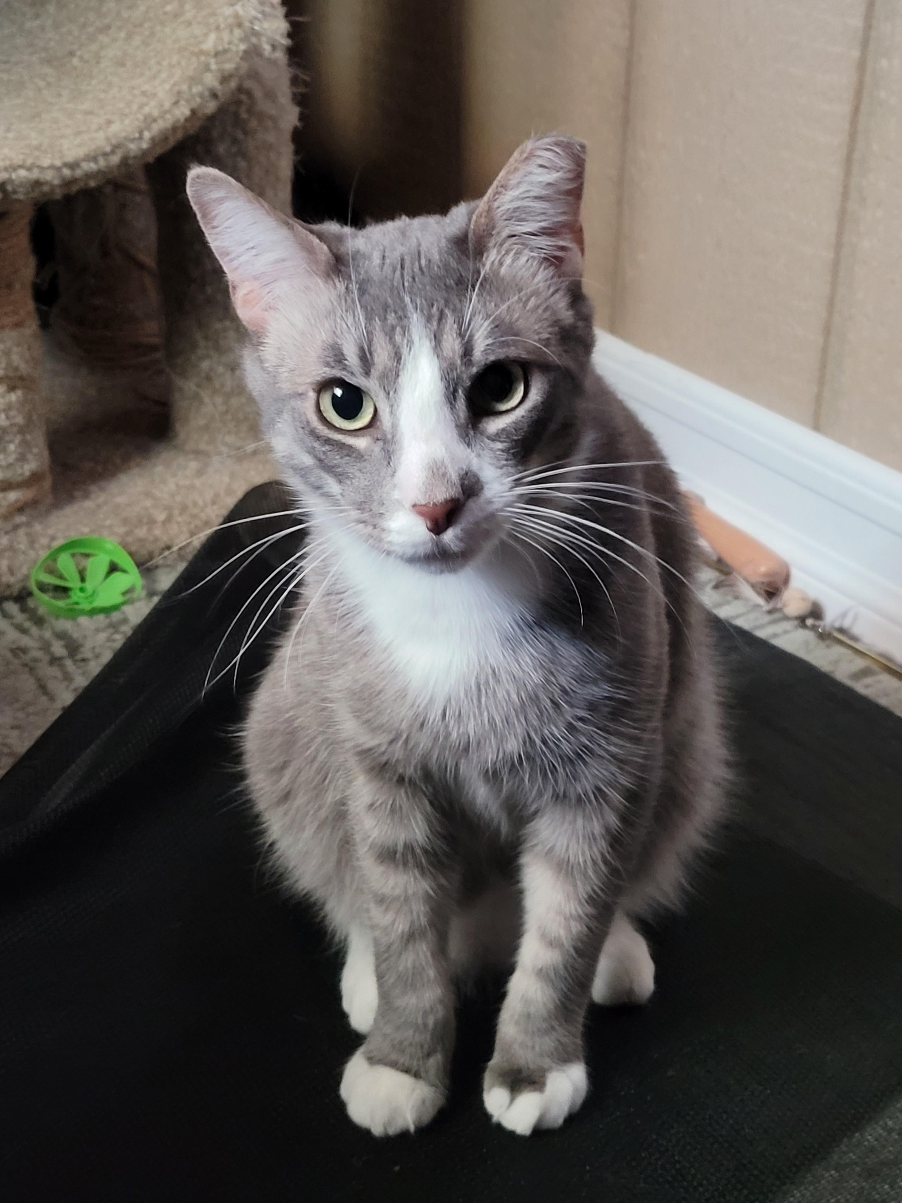 Sunny, a Adoptable mixed breed in Pleasanton, CA image 3/4