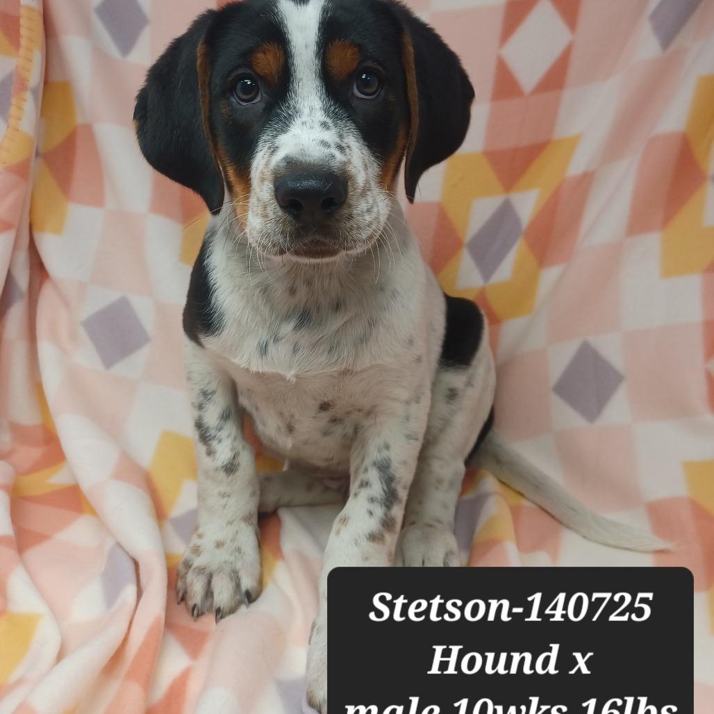 Stetson, Adoptable, Puppy Male Hound.