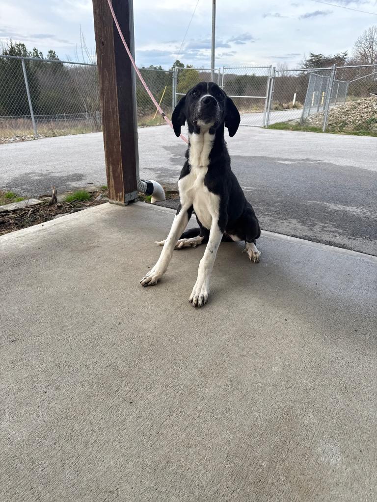 MISS TOOTLEPUFF, Adopted, Young Female Great Dane.