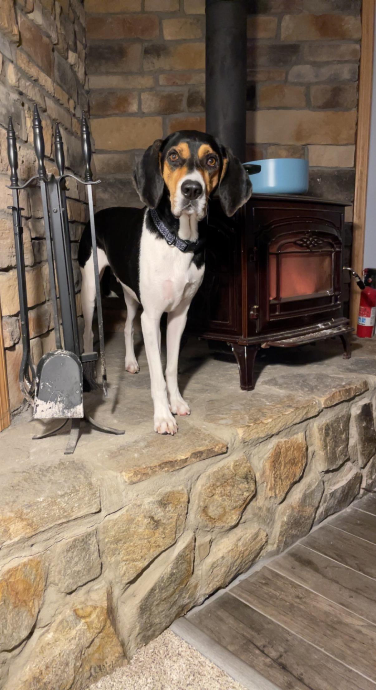 Folsom **Community Post**, a ADOPTABLE Treeing Walker Coonhound in Floyd, VA image 4/5