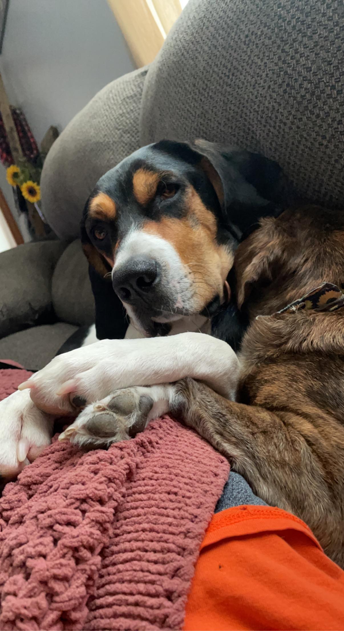 Folsom **Community Post**, a ADOPTABLE Treeing Walker Coonhound in Floyd, VA image 3/5