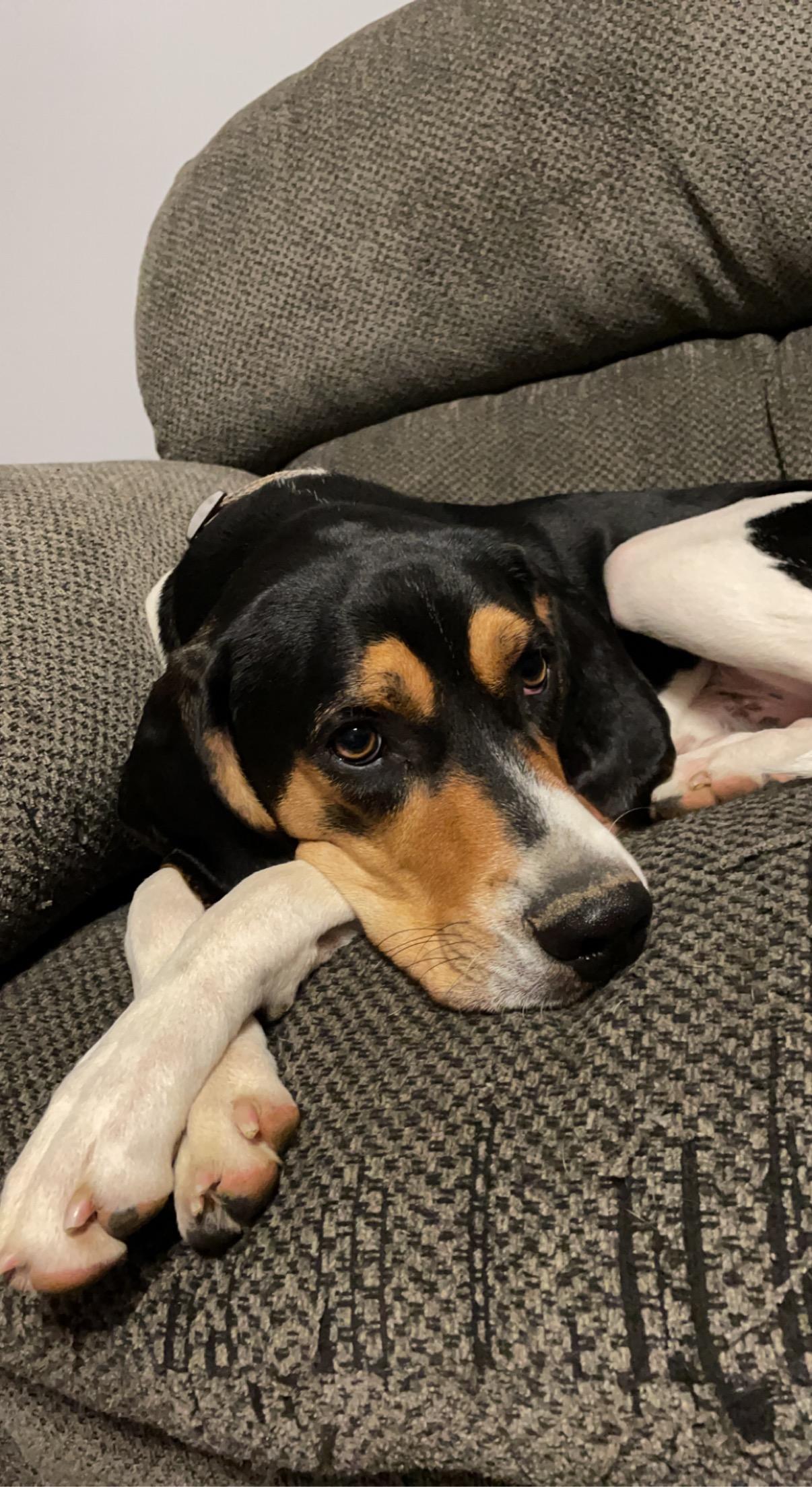 Folsom **Community Post**, a ADOPTABLE Treeing Walker Coonhound in Floyd, VA image 1/5