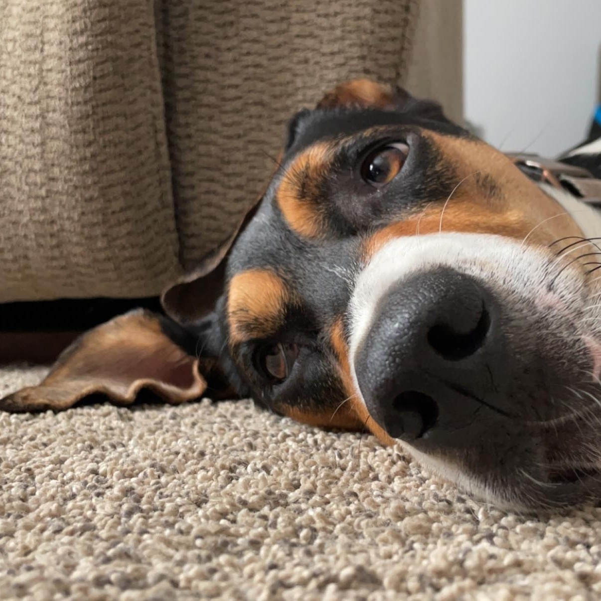 Folsom **Community Post**, a ADOPTABLE Treeing Walker Coonhound in Floyd, VA image 2/5