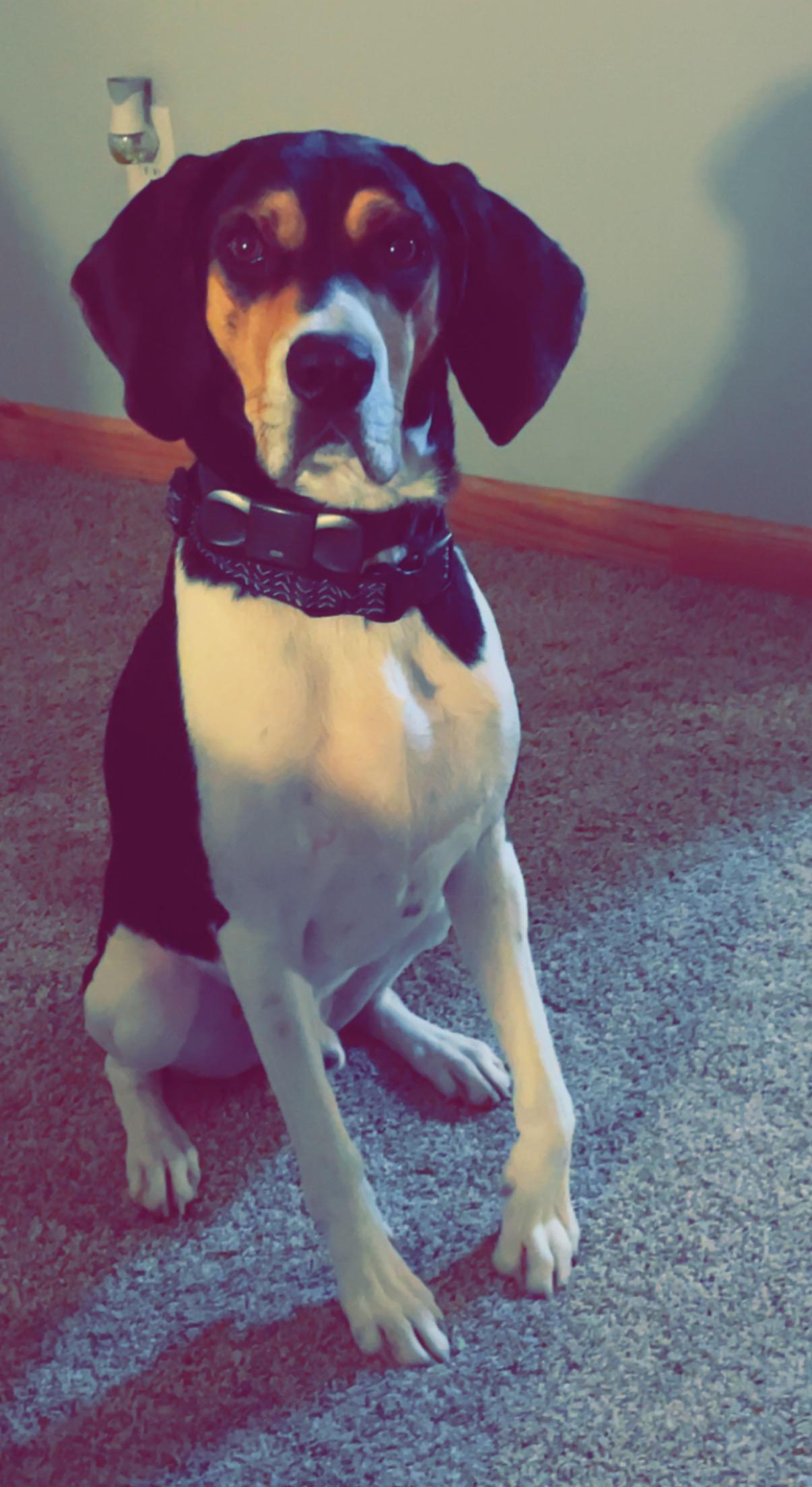 Folsom **Community Post**, a ADOPTABLE Treeing Walker Coonhound in Floyd, VA image 5/5