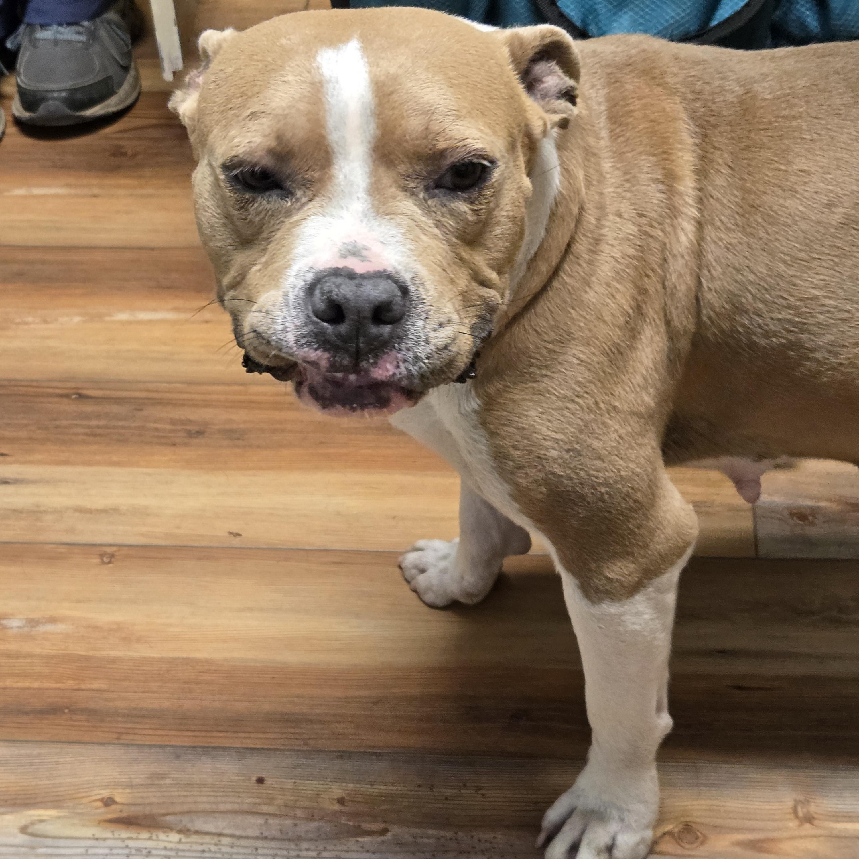 Emma, a ADOPTABLE mixed breed in Jasper, GA image 2/2
