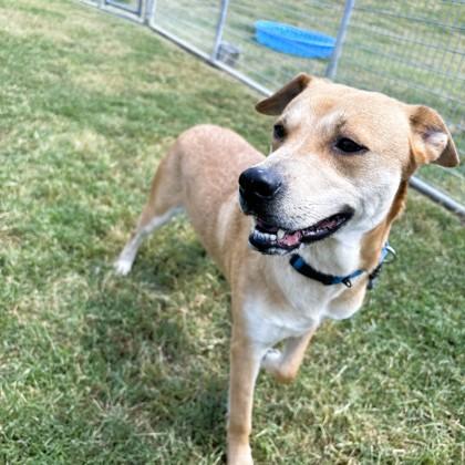 Julie, Adoptable, Adult Female Mixed Breed & Mixed Breed.