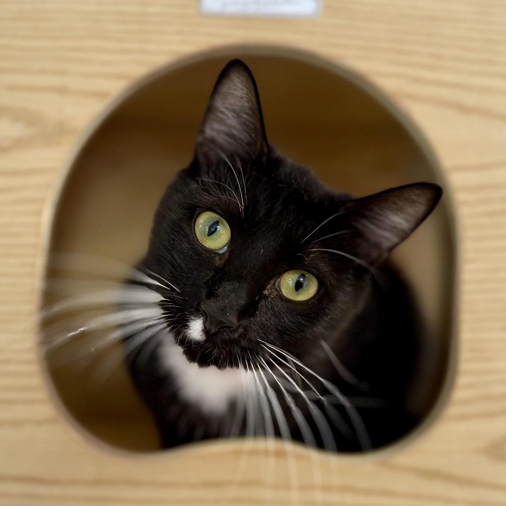 Beth, a Adoptable mixed breed in Newberg, OR image 3/3