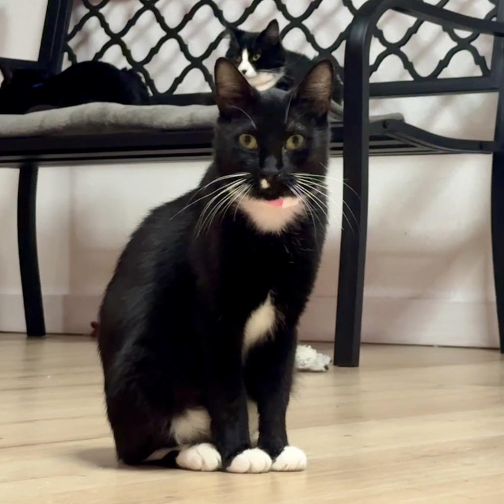 Beth, a Adoptable mixed breed in Newberg, OR image 2/3