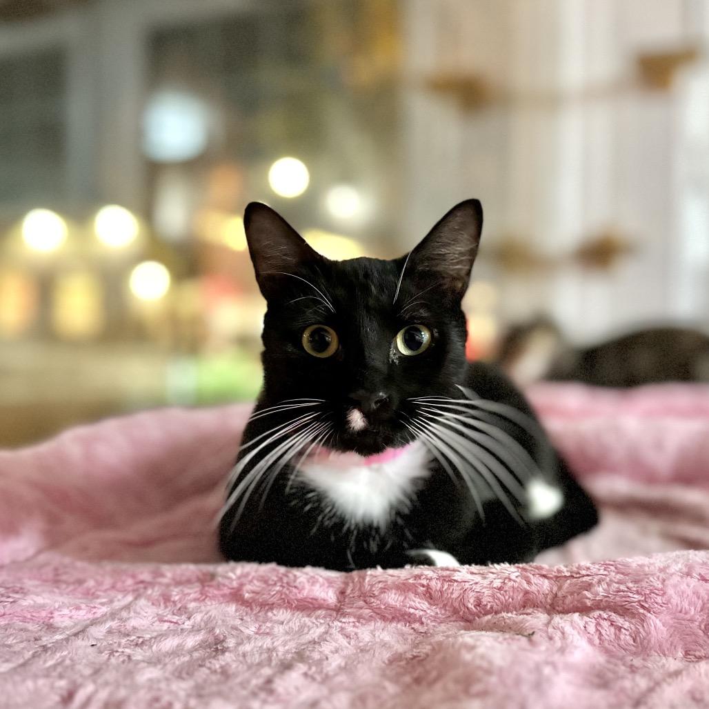 Beth, Adoptable, Adult Female Domestic Short Hair.