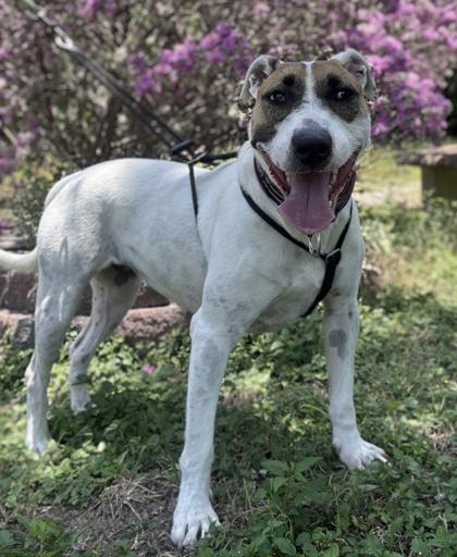 Enlarge Beatrice, a Adoptable mixed breed in San Antonio, TX image 1/3