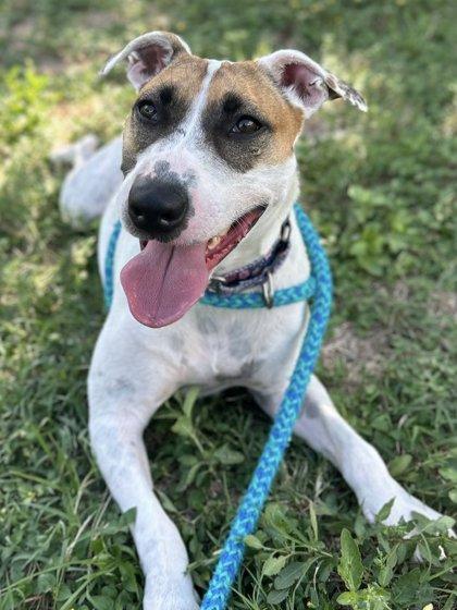 Beatrice, Adoptable, Adult Female Bull Terrier & Mixed Breed.