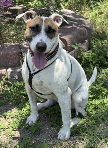 Enlarge Beatrice, a Adoptable mixed breed in San Antonio, TX image 2/3