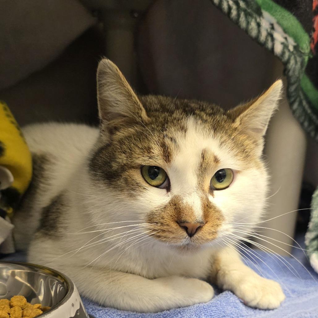 Enlarge Dave and Buster, a Adoptable Domestic Short Hair in Fort Wayne, IN image 1/1