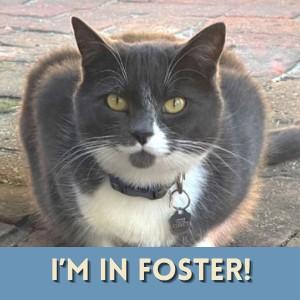 ALCHEMY, Adoptable, Young Female Domestic Short Hair.