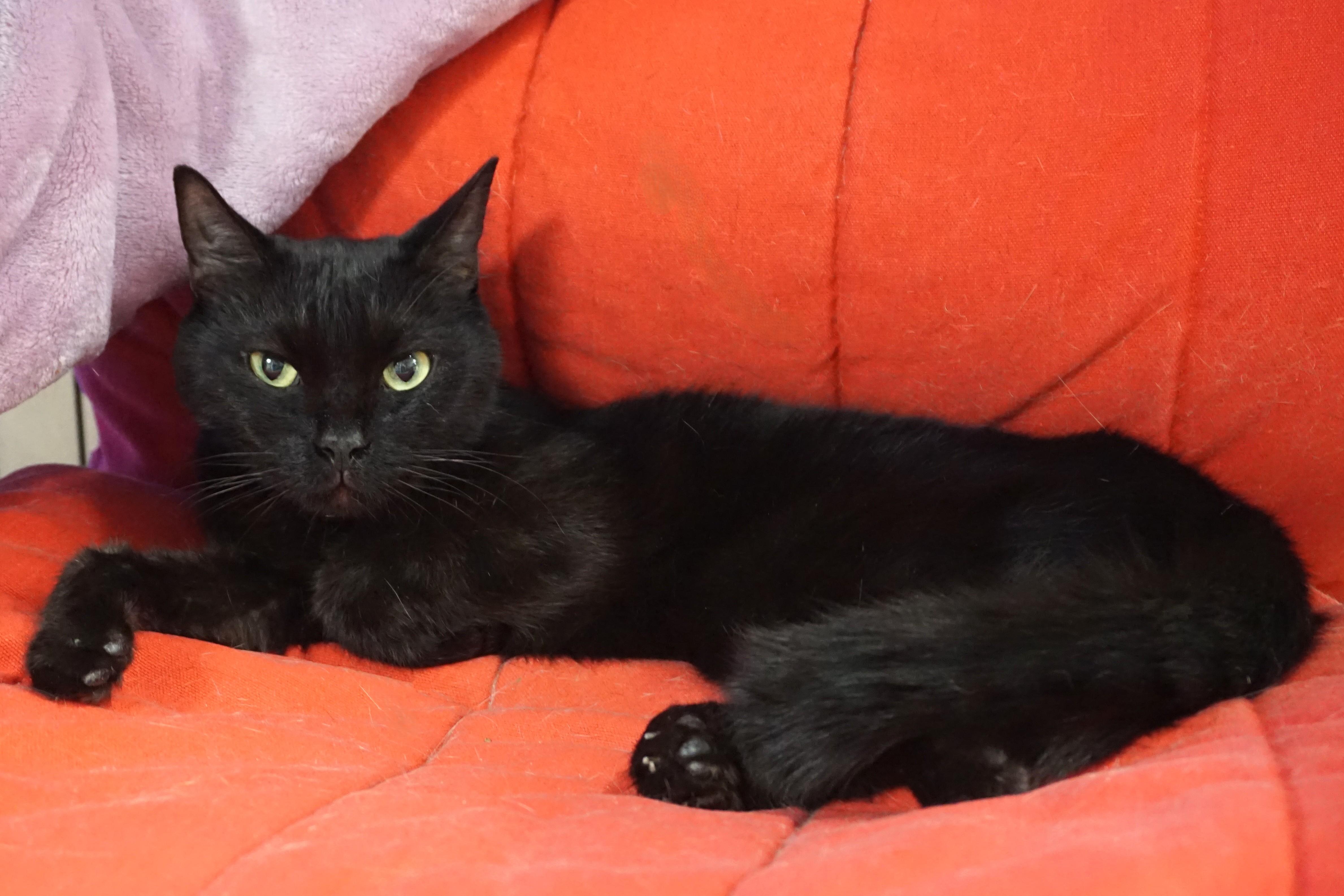 Jacko, a Adoptable Domestic Short Hair in Fountain Hills, AZ image 2/2