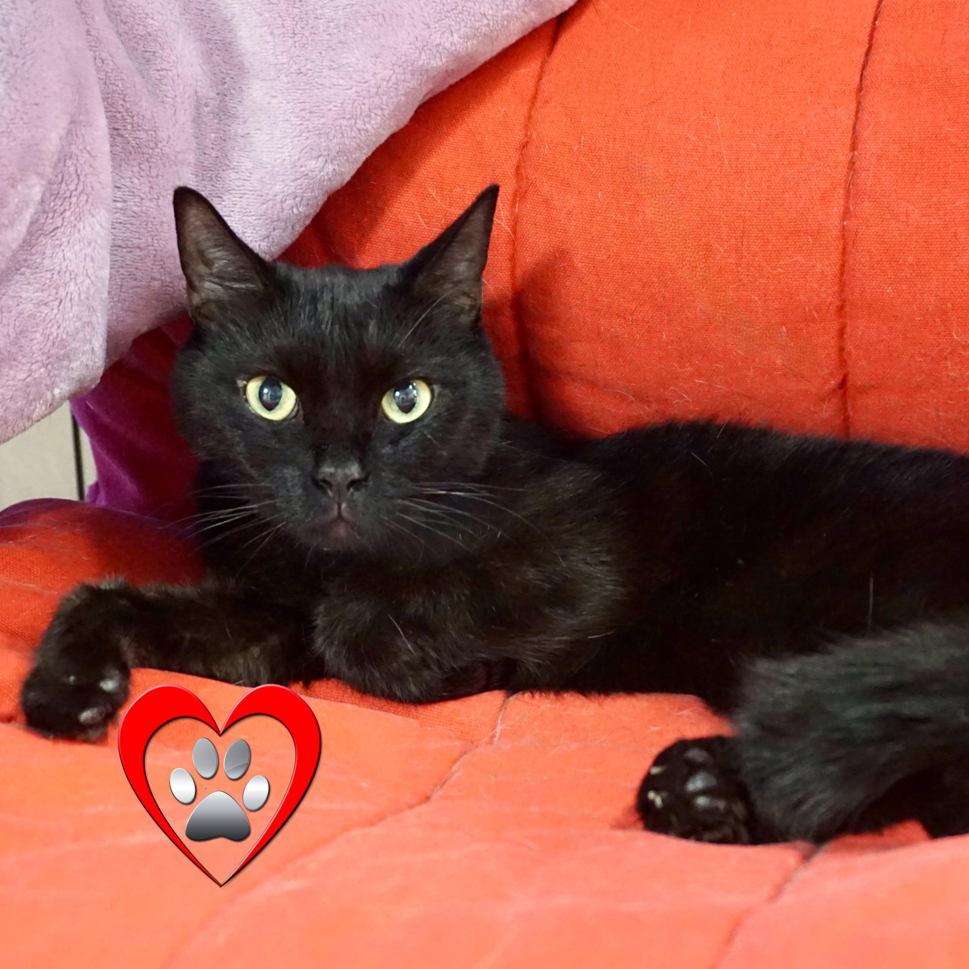 Jacko, a Adoptable Domestic Short Hair in Fountain Hills, AZ image 1/2