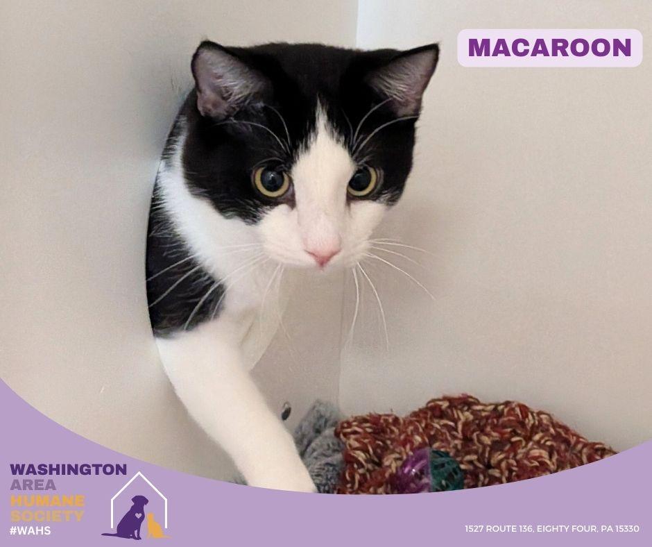 Enlarge Macaroon, an adopted mixed breed in Eighty Four, PA image 1/1