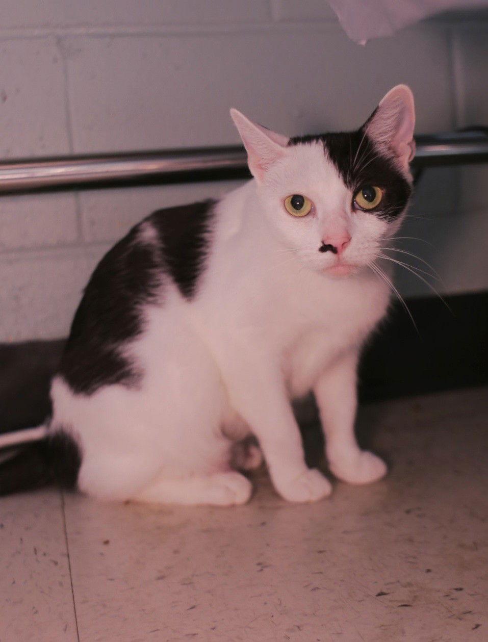 Athena, Adoptable, Adult Female Domestic Short Hair.