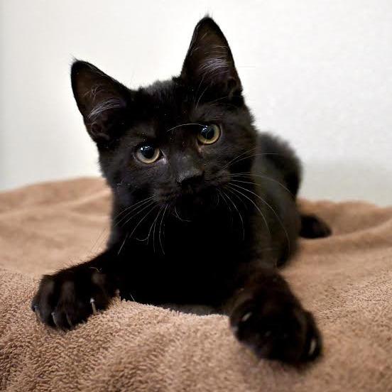 Dom, a Adoptable Domestic Short Hair in Enfield, NH image 1/3