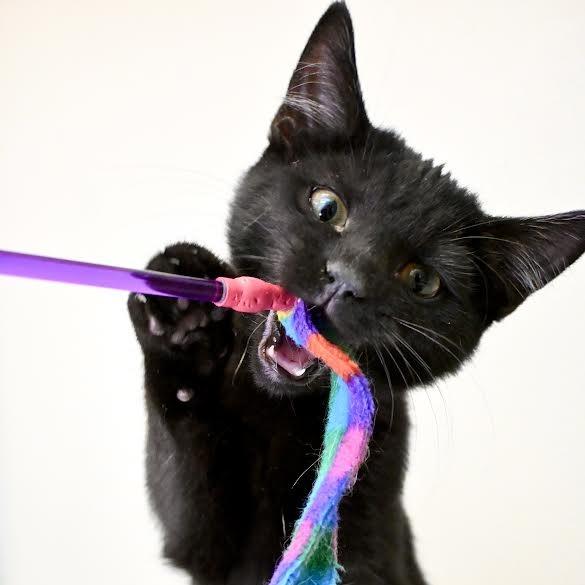 Dom, a Adoptable Domestic Short Hair in Enfield, NH image 2/3