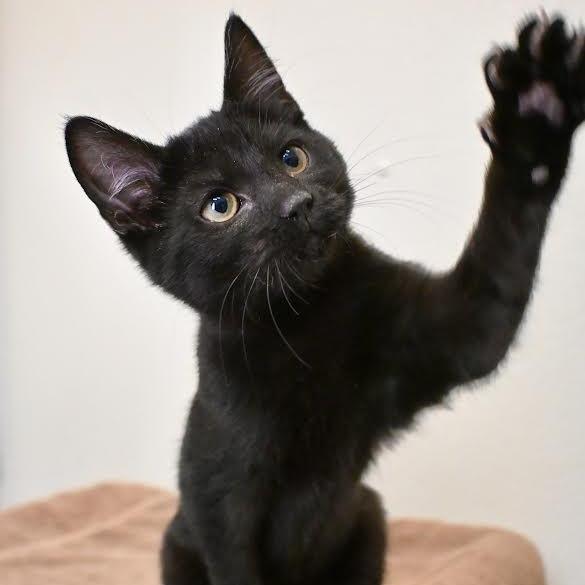 Dom, a Adoptable Domestic Short Hair in Enfield, NH image 3/3