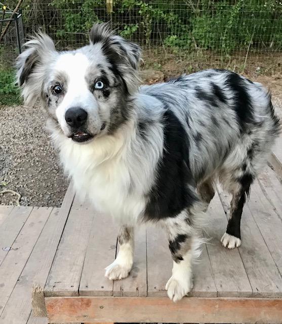 Merle Haggard, ADOPTABLE, Young Male Australian Shepherd.