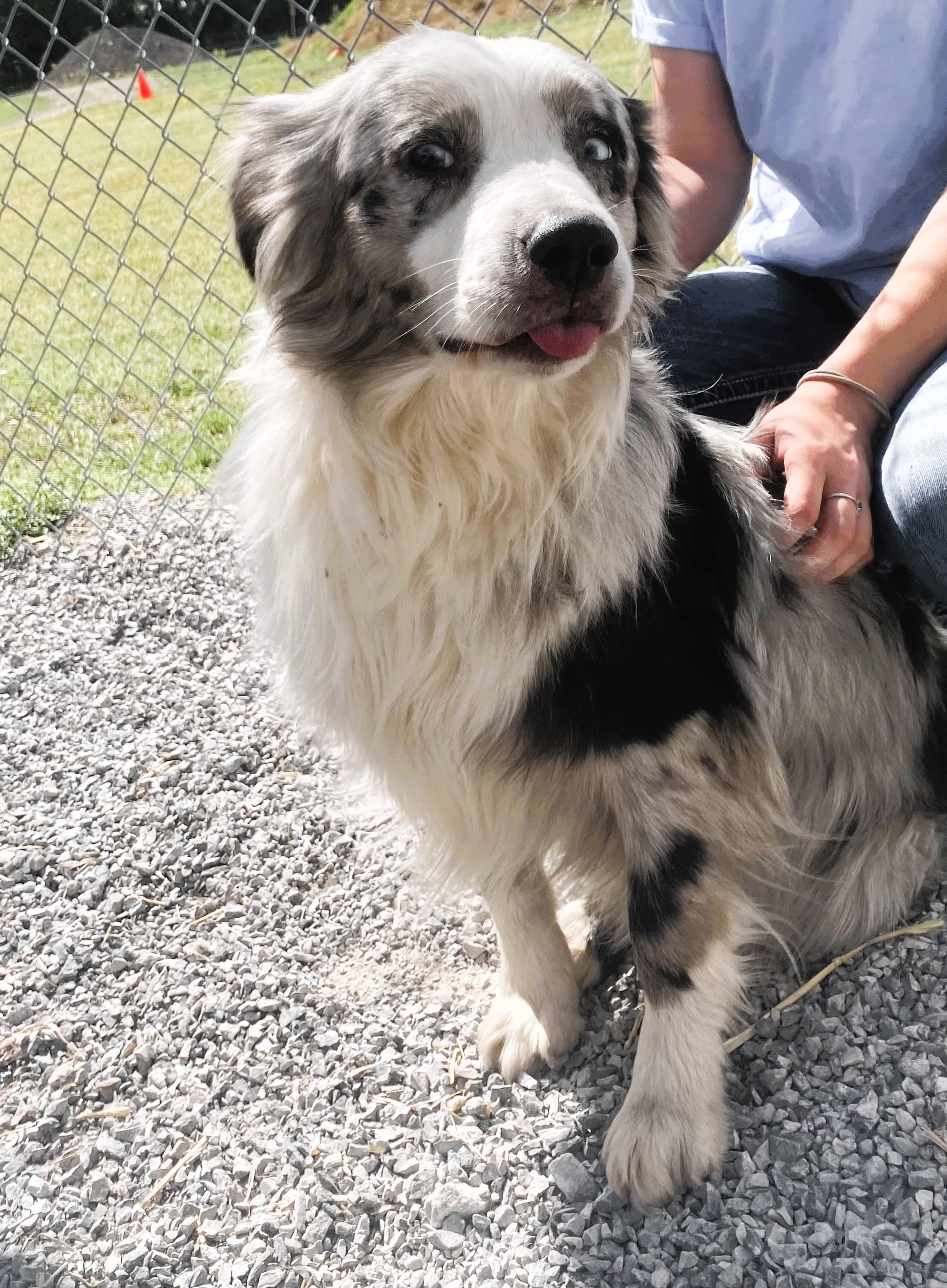 Enlarge Merle Haggard, a ADOPTABLE mixed breed in Honeoye Falls, NY image 3/3
