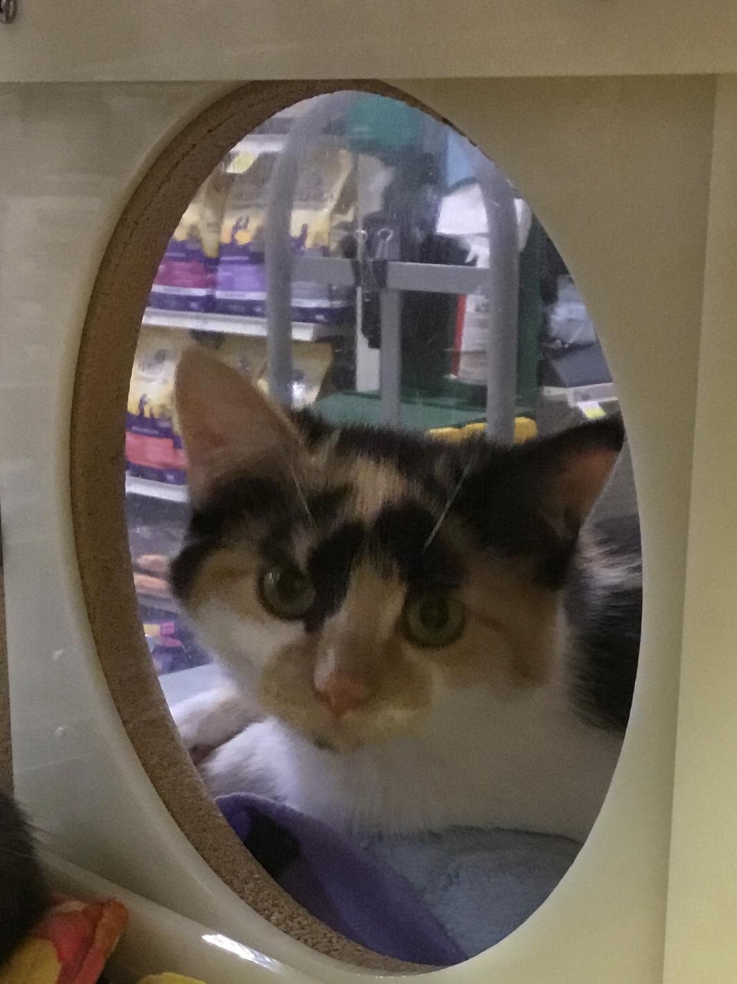 Jam 18, adopted, Young Female Domestic Short Hair.