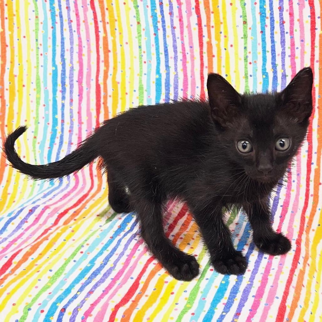 Enlarge Tempe, a Adoptable Domestic Short Hair in Folsom, LA image 1/1