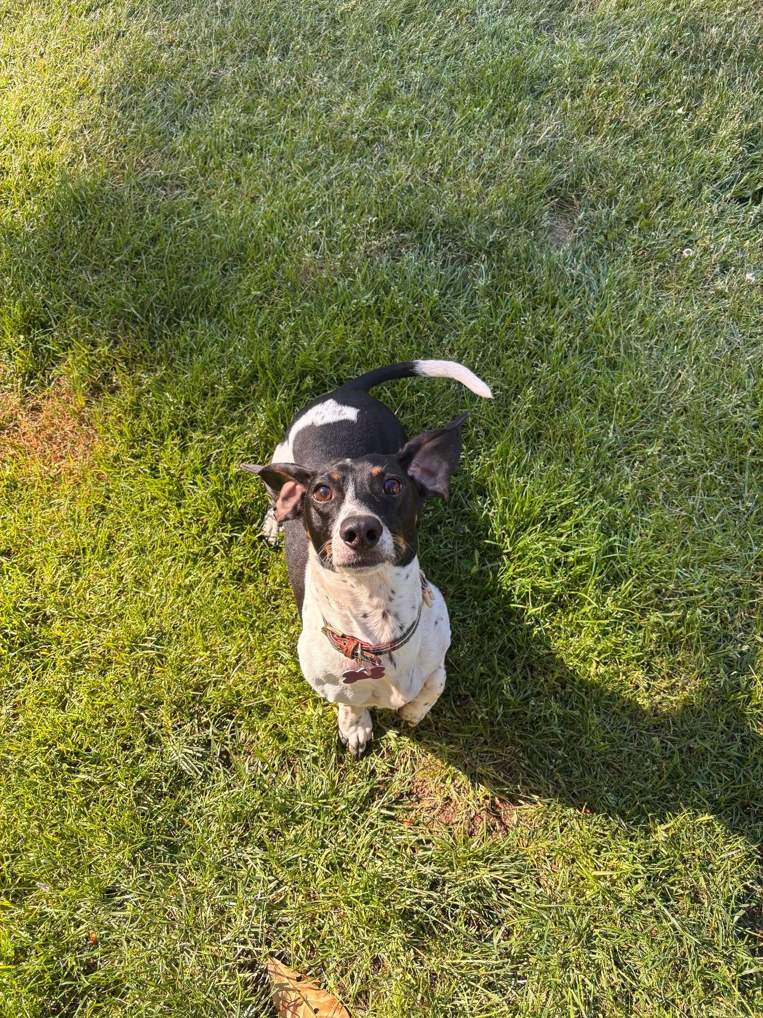 Morty, a Adoptable Dachshund in Covington, WA image 2/5