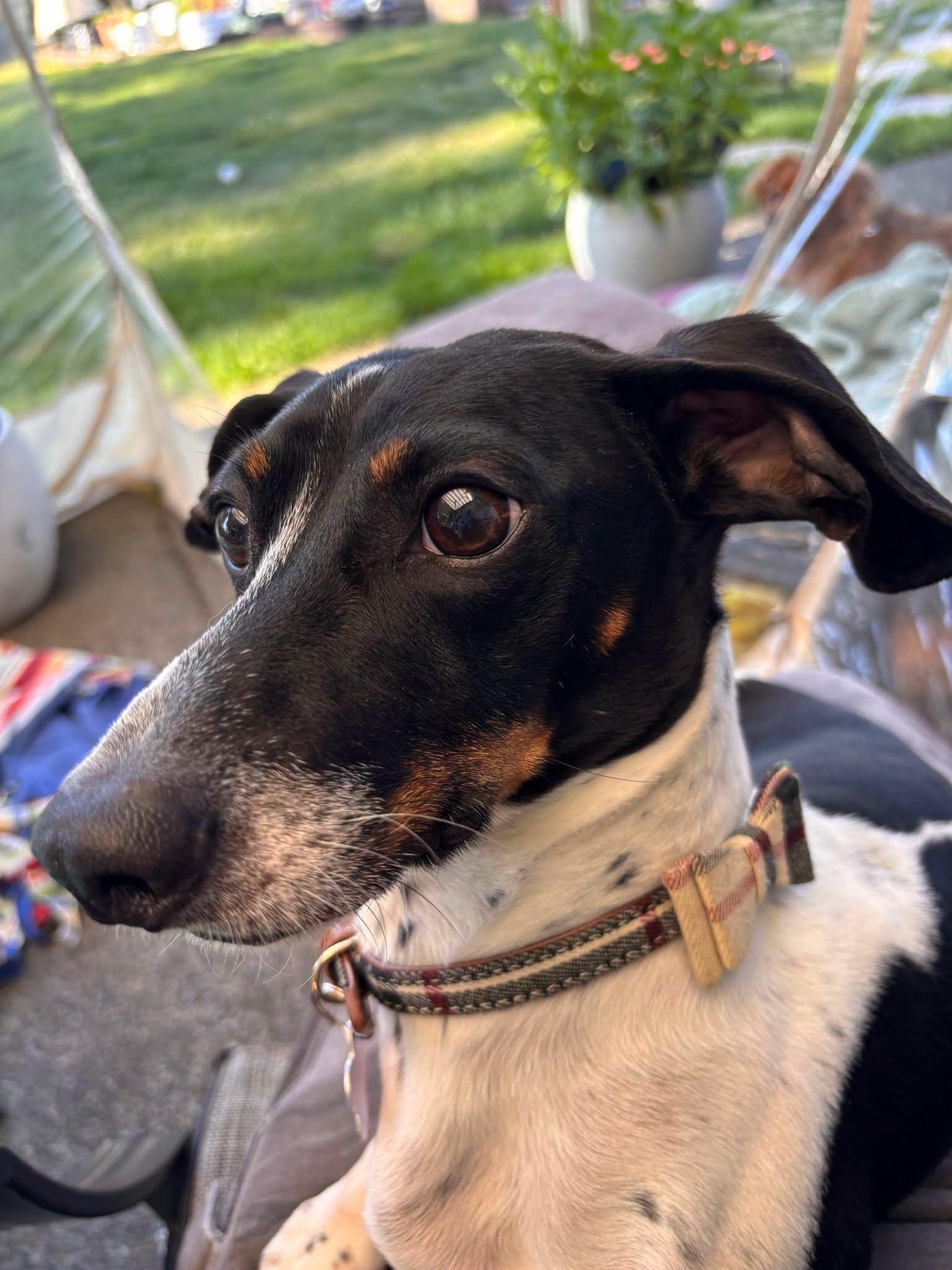 Morty, a Adoptable Dachshund in Covington, WA image 4/5