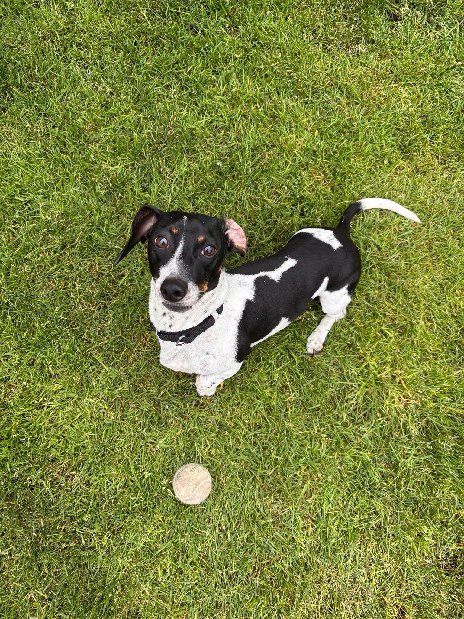 Morty, Adoptable, Young Male Dachshund.