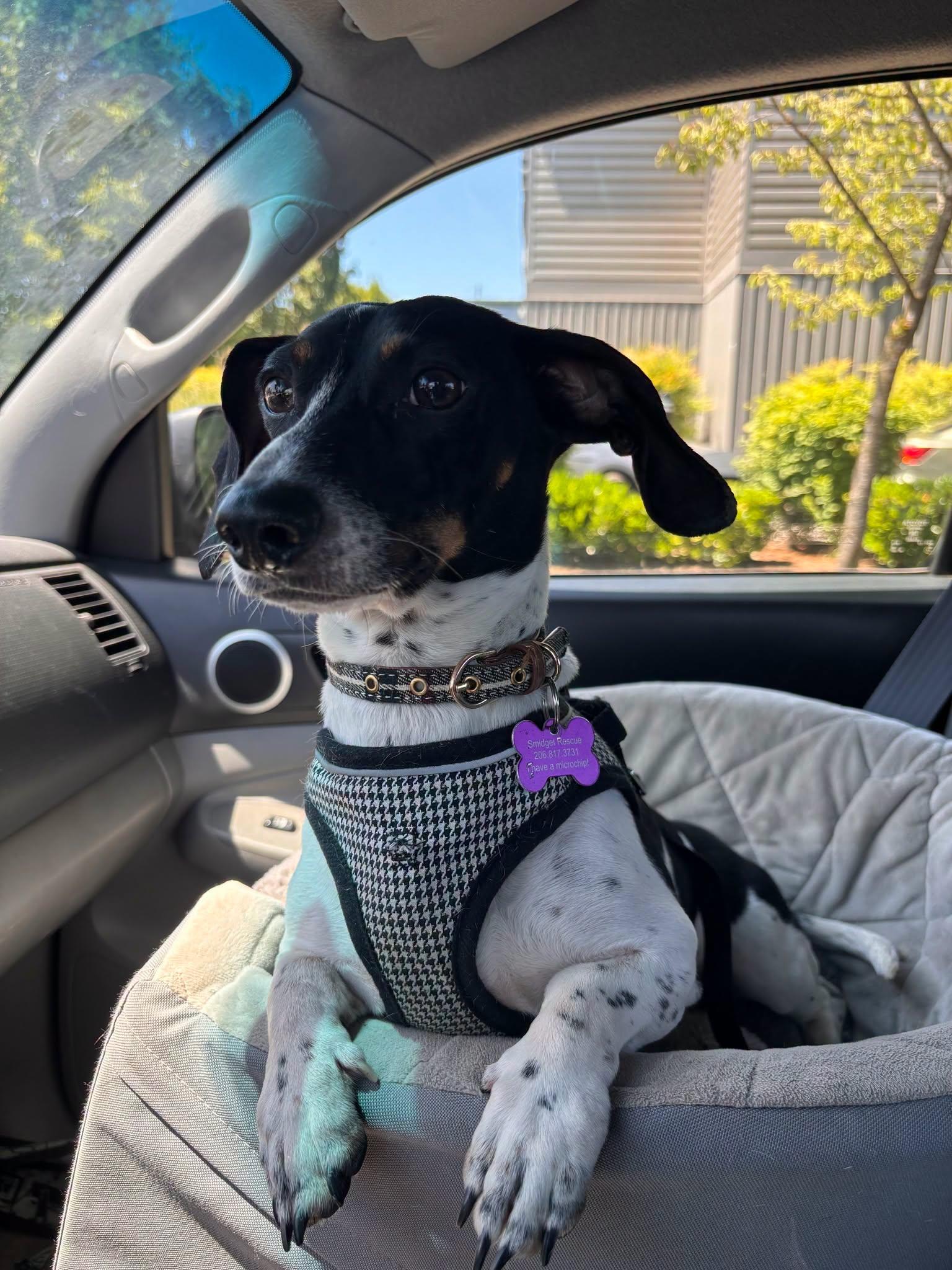 Morty, a Adoptable Dachshund in Covington, WA image 3/5
